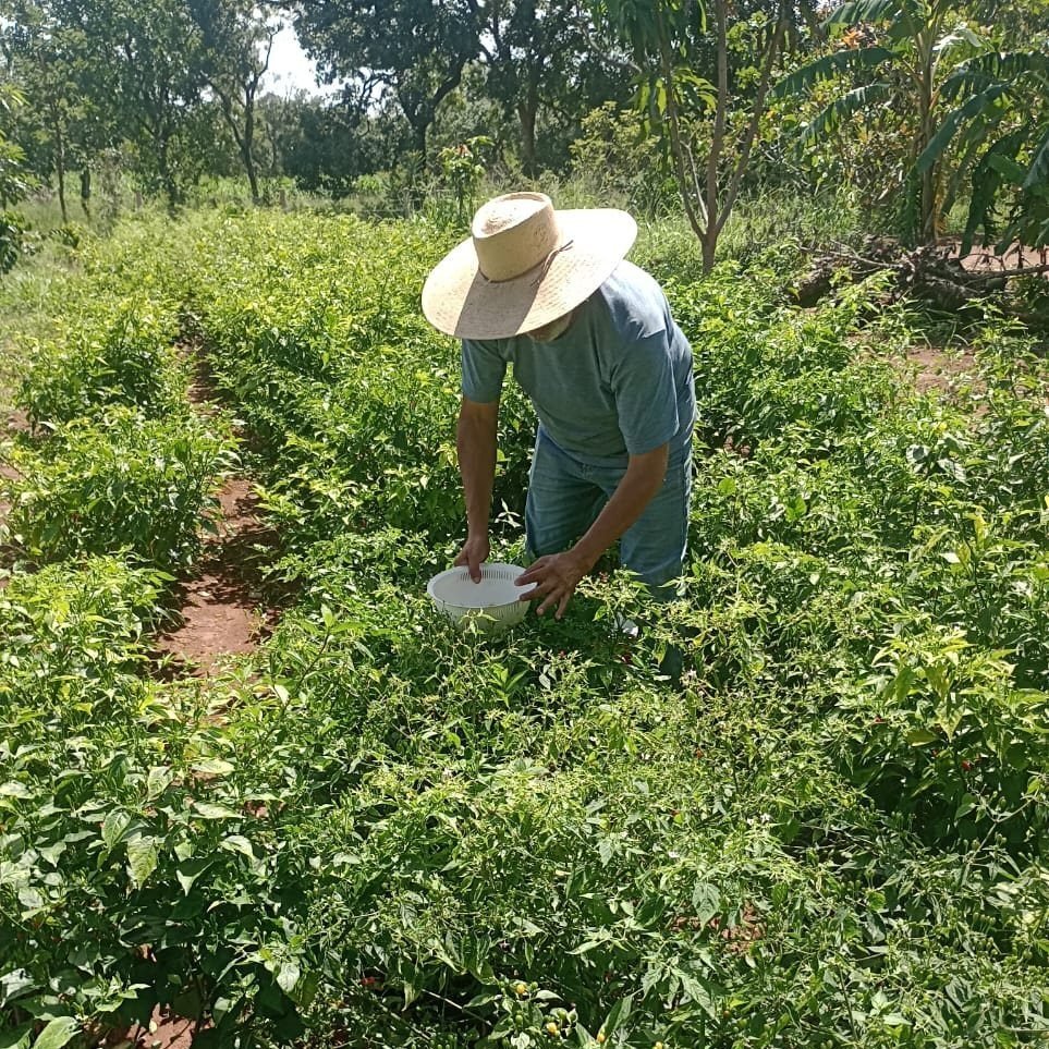 A plantação de pimentas no sítio, em Bela Vista (GO)