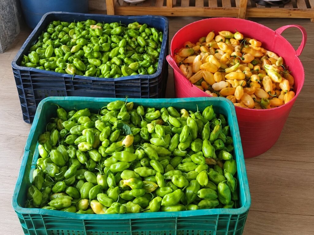 Crates of green chillies and a bowl of yellow chillies from the harvest