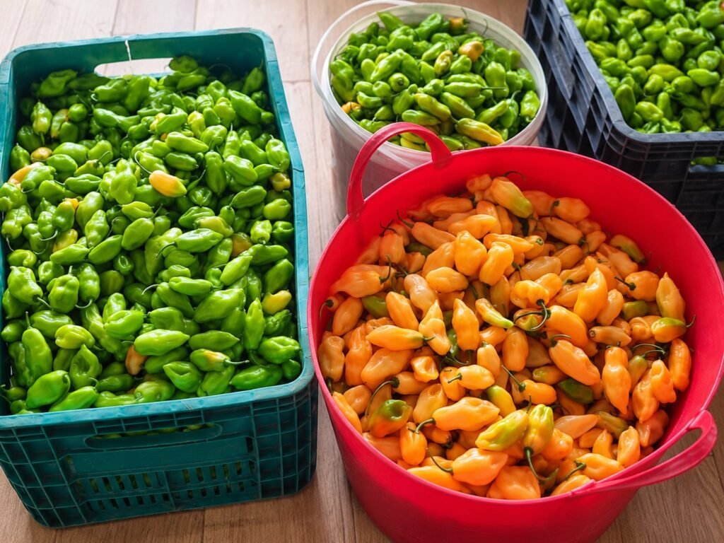 The harvest sorted by colour into crates, a bucket and a bowl