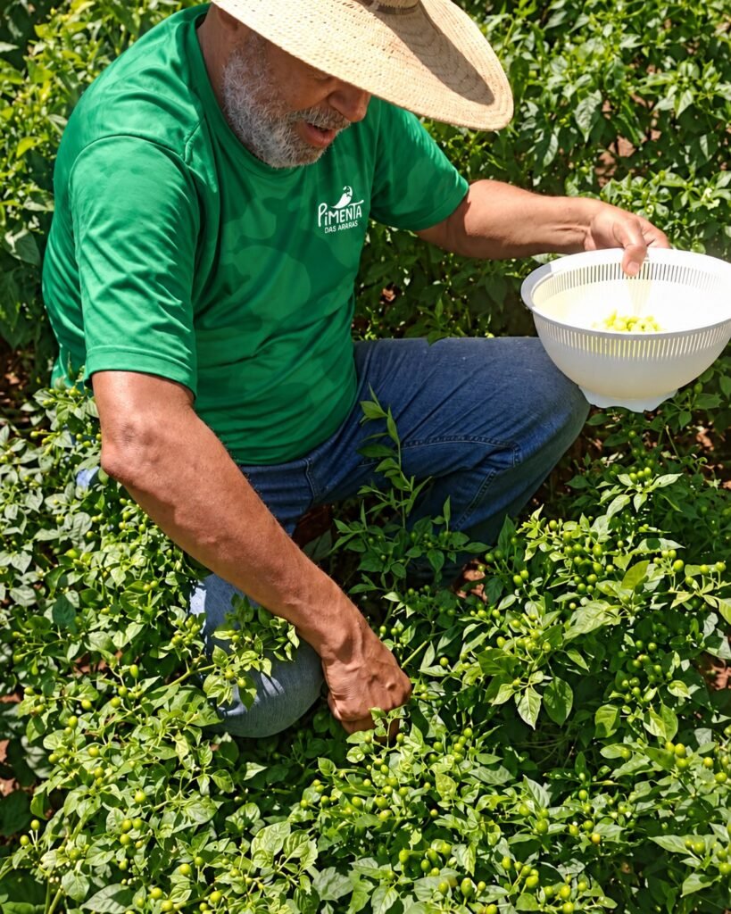 Guto in the brand's green T-shirt picking chillies into a bowl