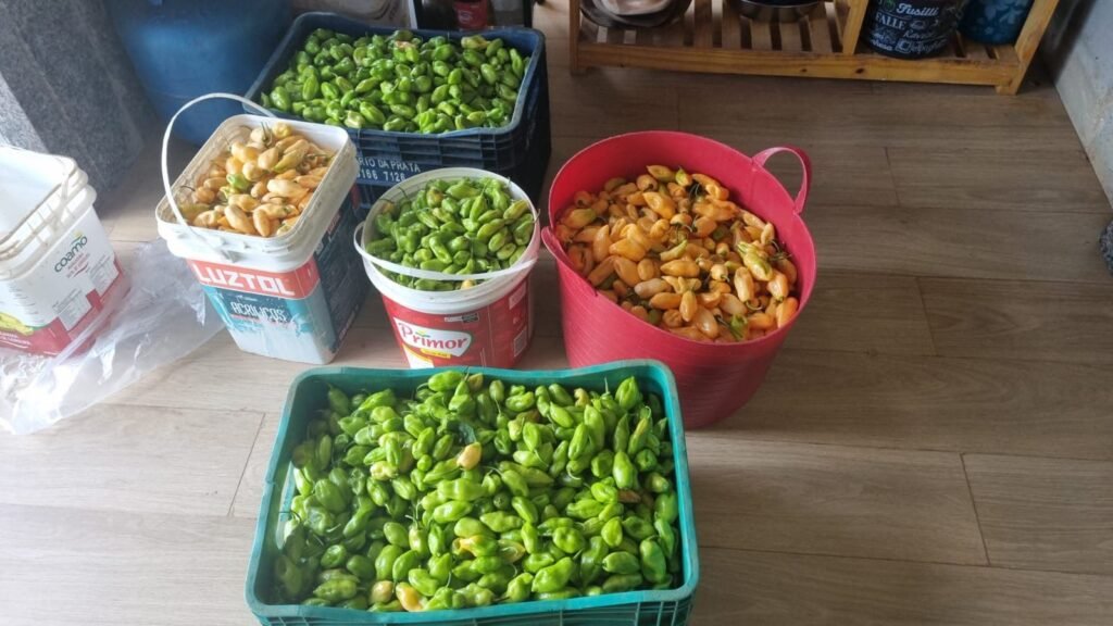 Pimentas colhidas no sítio, prontas para virar conserva