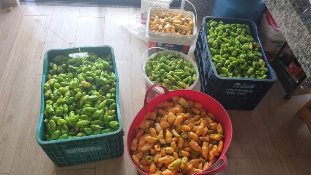 Produção artesanal das conservas